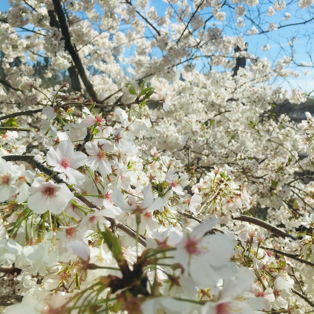 Meet your Posher, Vivian